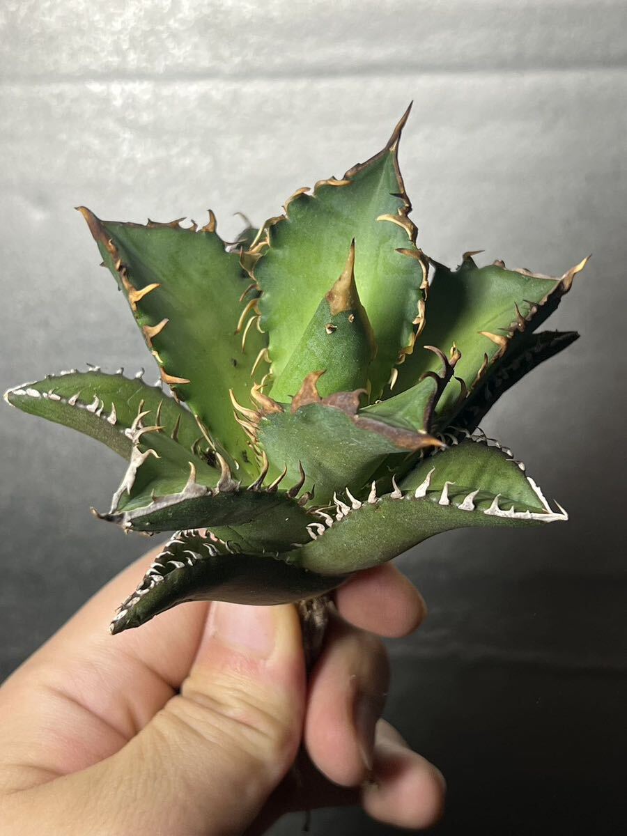 多肉植物　【特選】　アガベ　agave titanota チタノタ『レッドキャットウィーズル 』　7_画像2