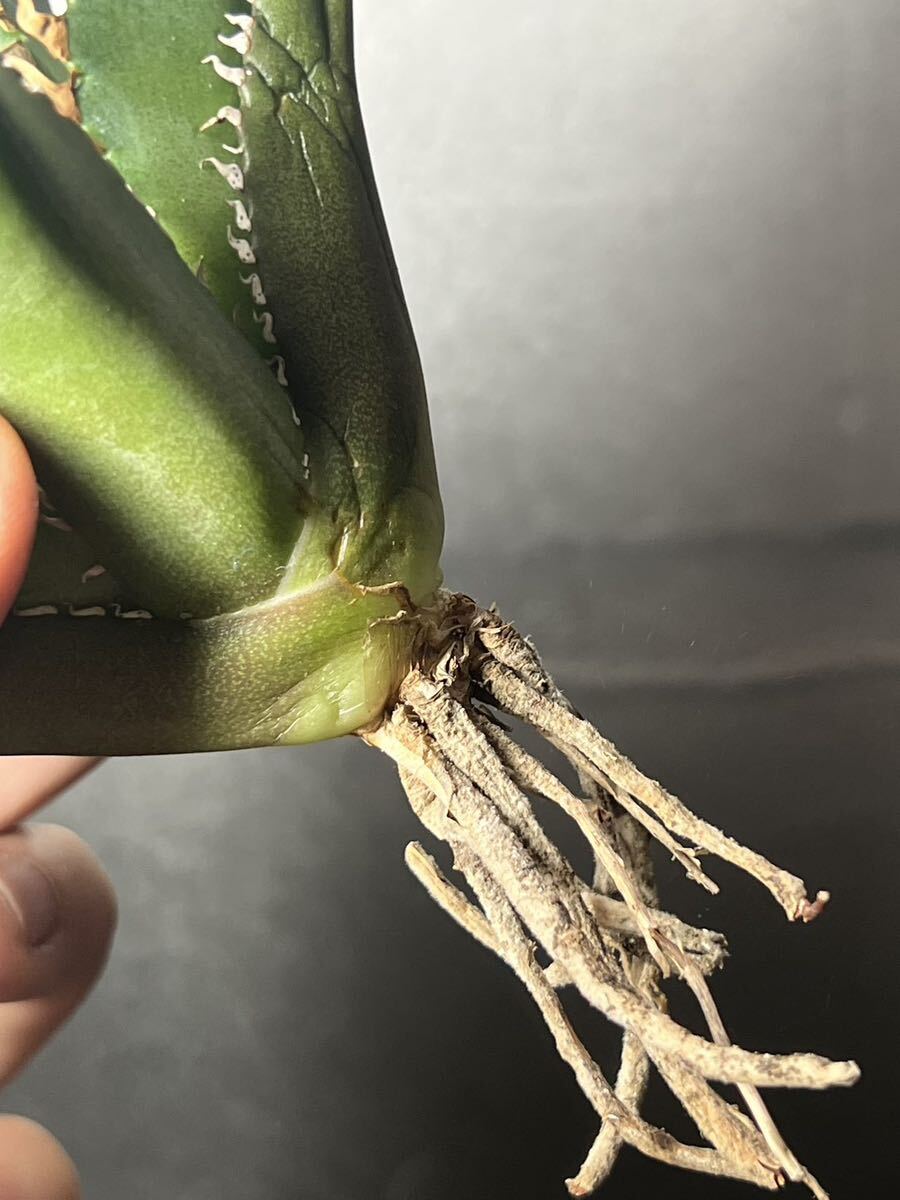 多肉植物　【特選】　アガベ　agave titanota チタノタ『レッドキャットウィーズル 』　7_画像7