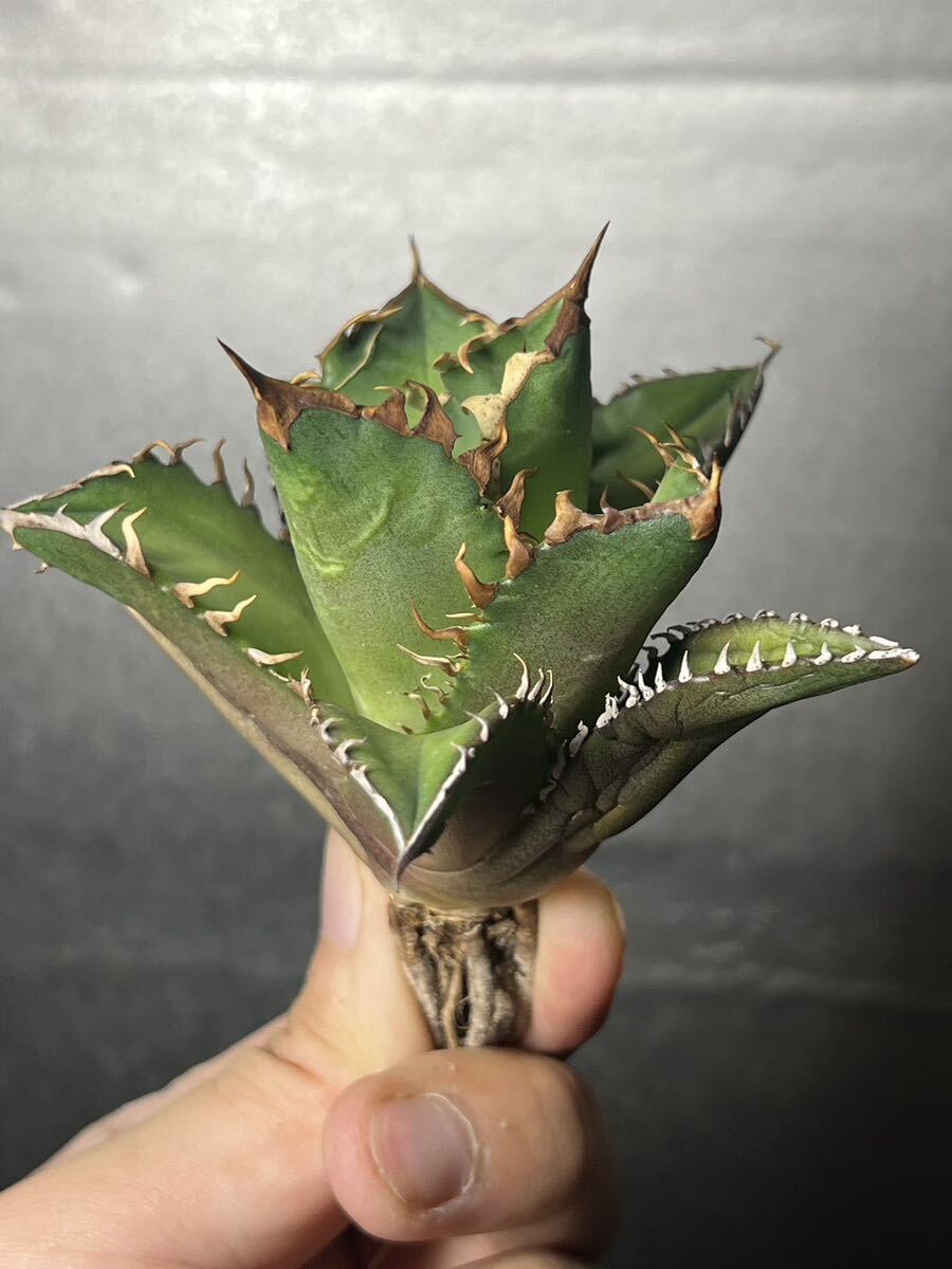 多肉植物　【特選】　アガベ　agave titanota チタノタ『レッドキャットウィーズル 』　8_画像4