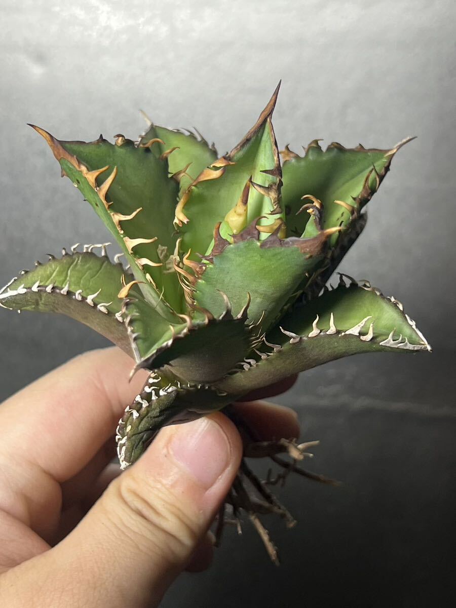 多肉植物　【特選】　アガベ　agave titanota チタノタ『レッドキャットウィーズル 』　10_画像2