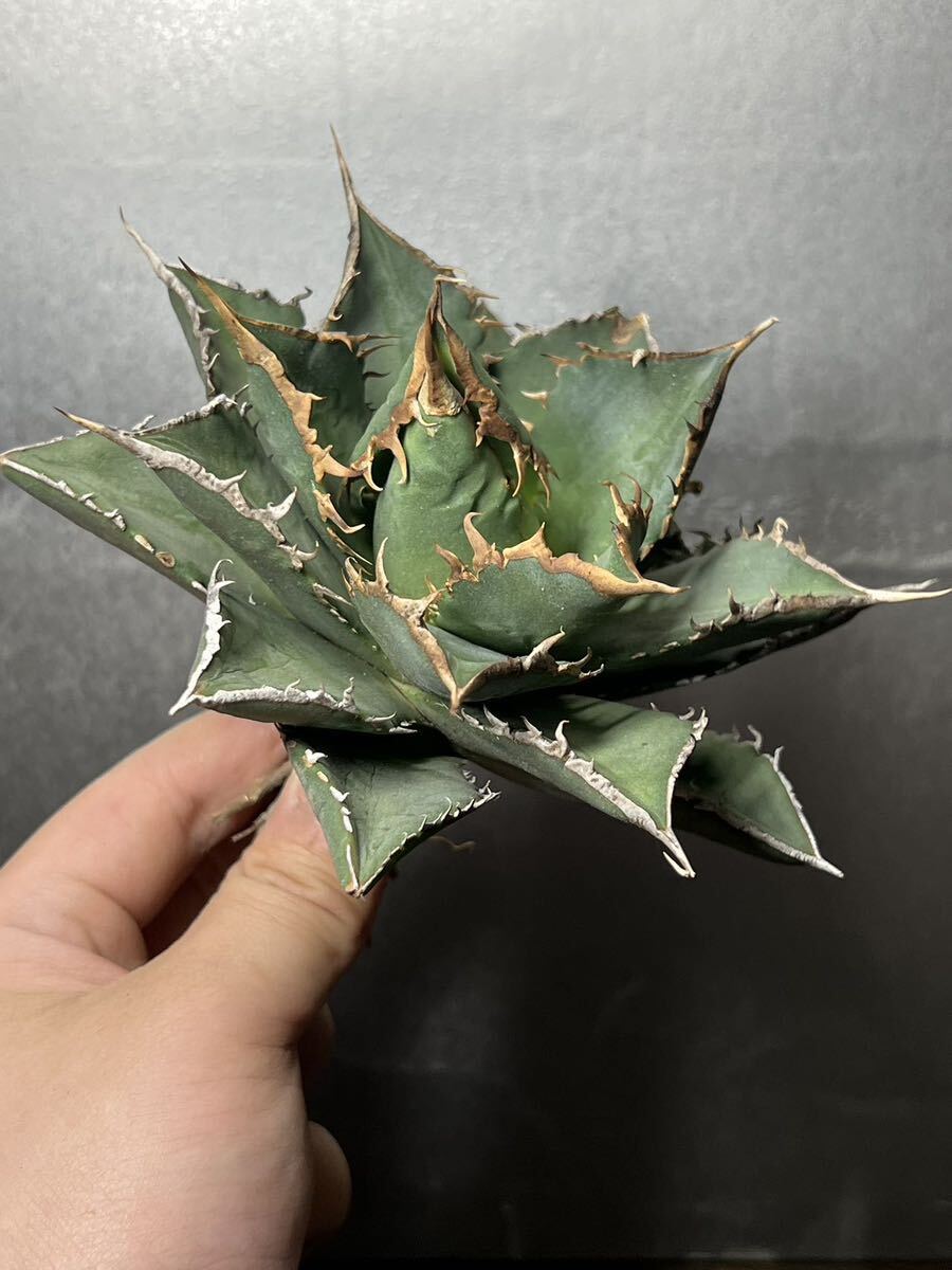 多肉植物　【特選】　アガベ　agave titanota チタノタ『海王』　1_画像2