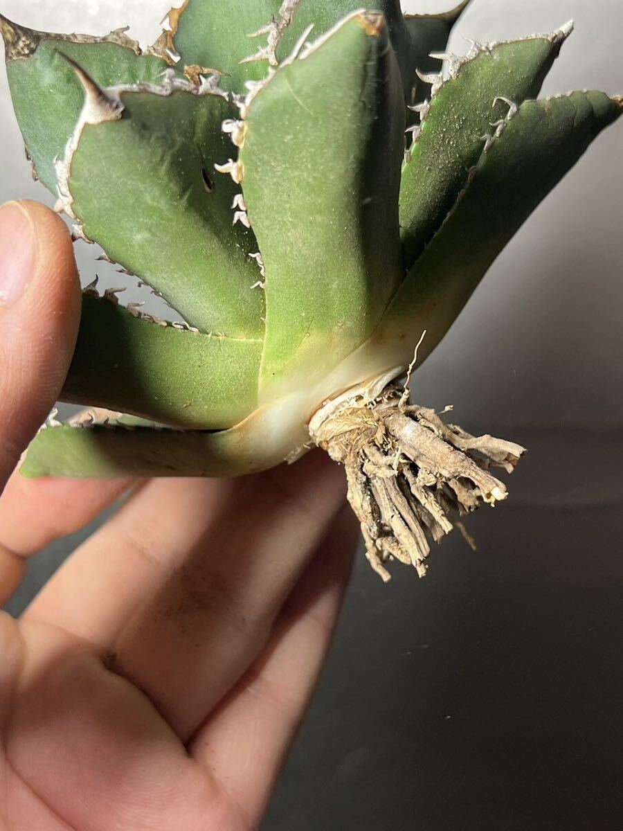 多肉植物　【特選】　アガベ　agave titanota チタノタ『海王』　7_画像7