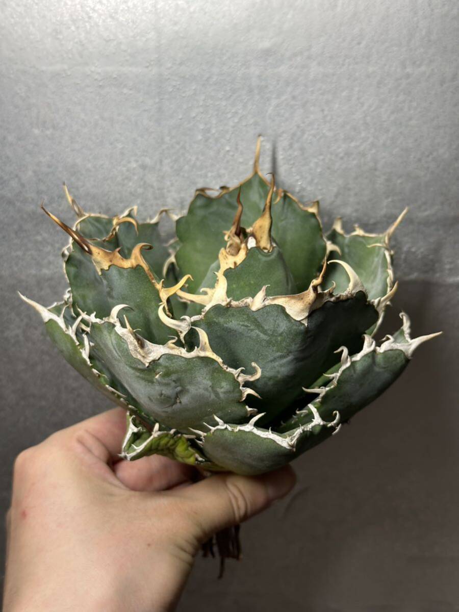  суккулентное растение [ специальный отбор ] агава agave titanotachitanota[ белый .] 2