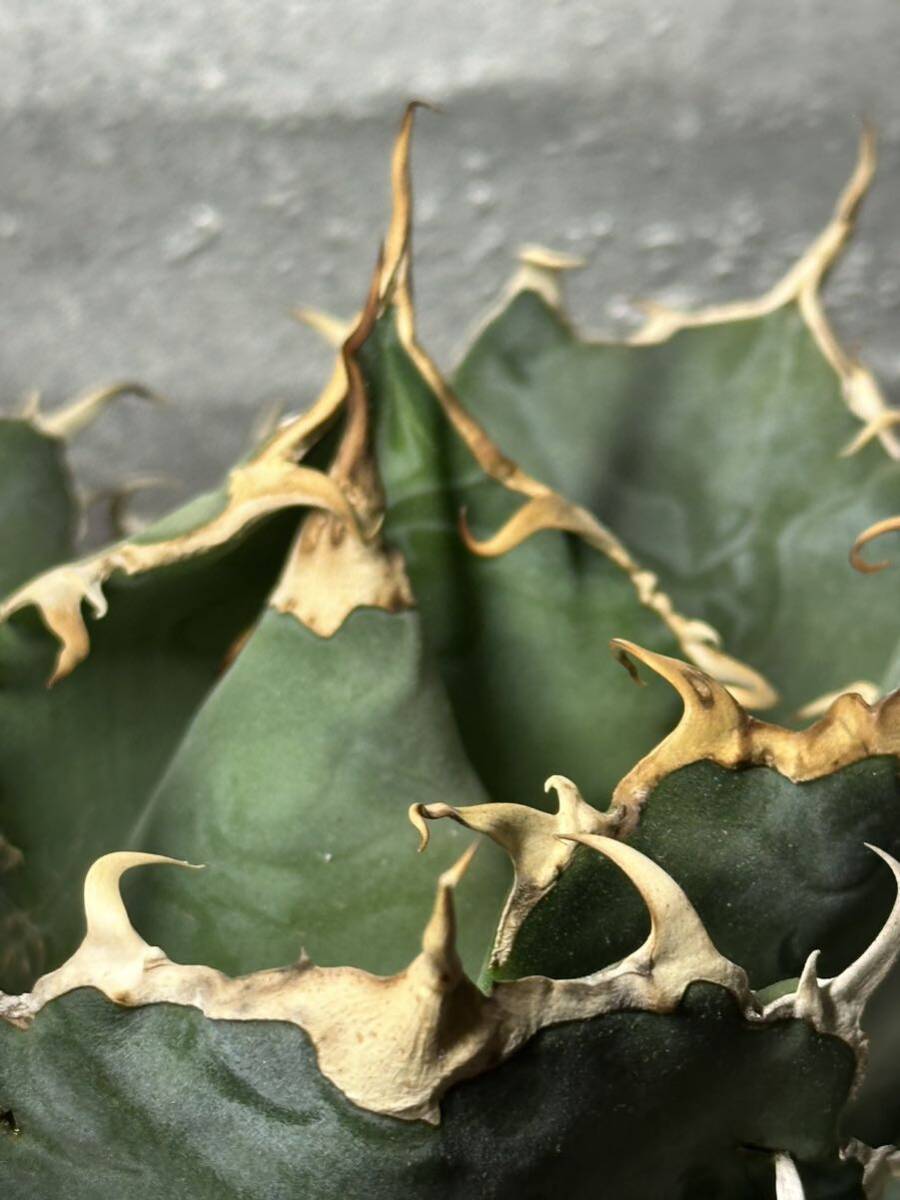 多肉植物　【特選】　アガベ　agave titanota チタノタ『白鯨』　2_画像7