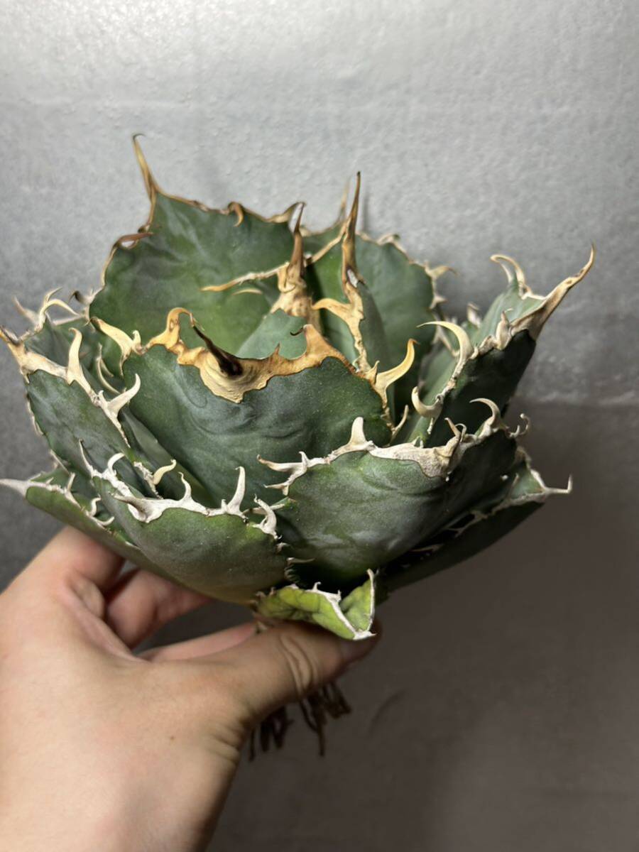  суккулентное растение [ специальный отбор ] агава agave titanotachitanota[ белый .] 2