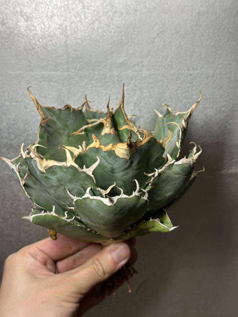 多肉植物　【特選】　アガベ　agave titanota チタノタ『白鯨』　2_画像4