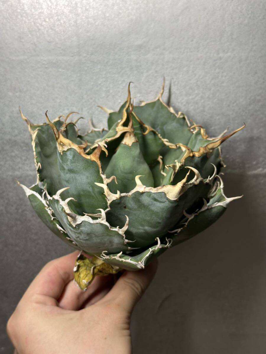  суккулентное растение [ специальный отбор ] агава agave titanotachitanota[ белый .] 2