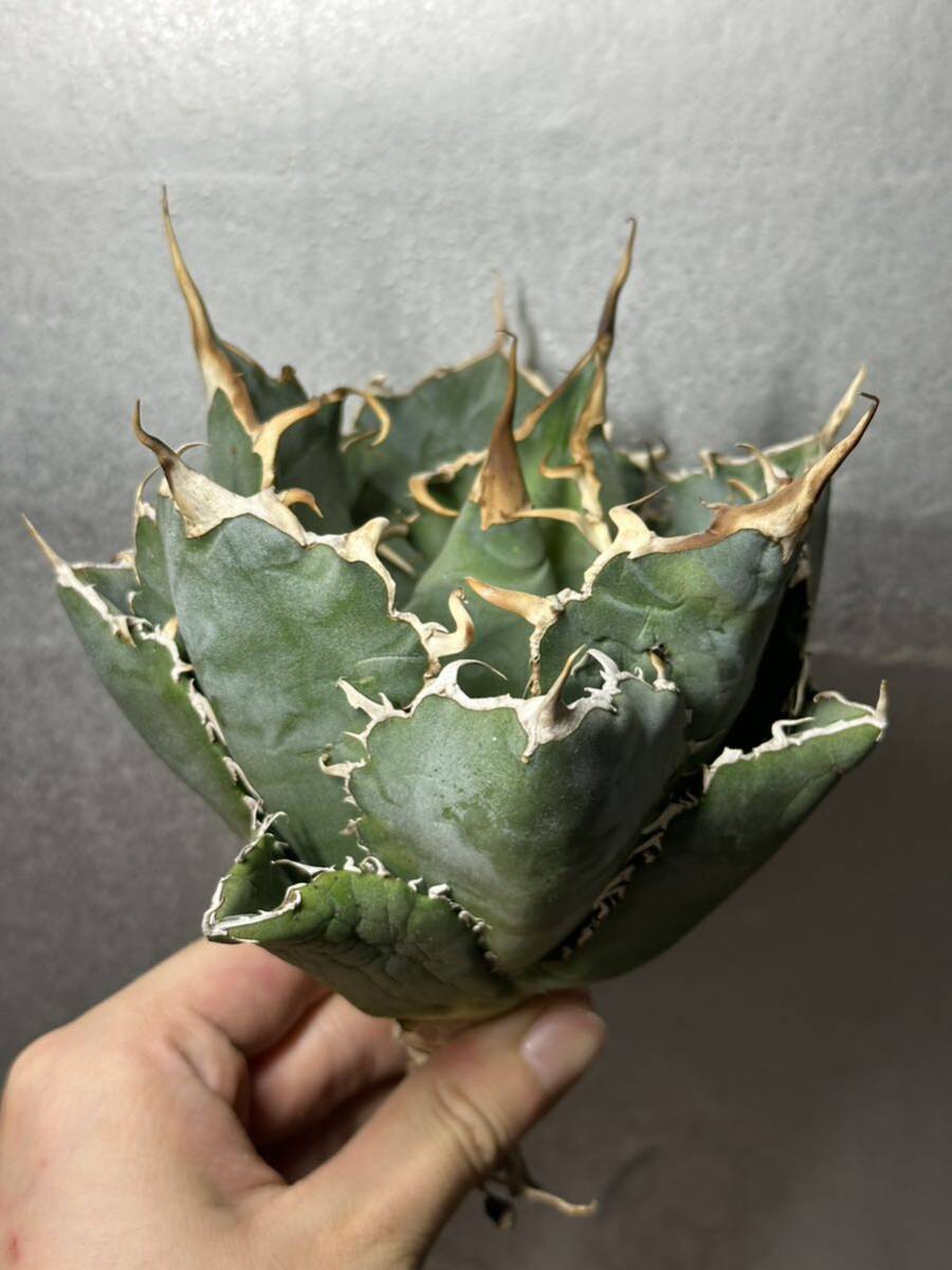 多肉植物　【特選】　アガベ　agave titanota チタノタ『白鯨』　3_画像1