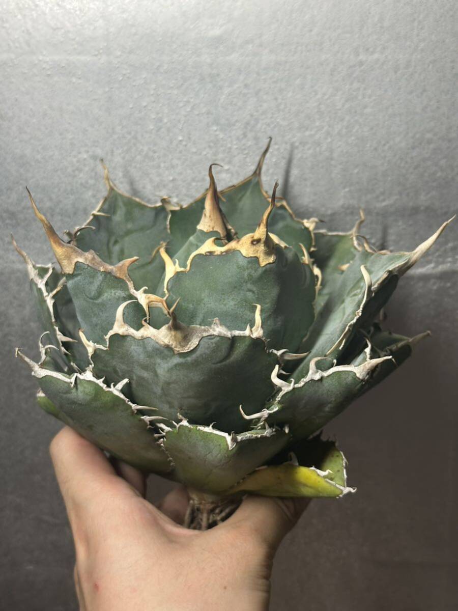 多肉植物　【特選】　アガベ　agave titanota チタノタ『白鯨』　8_画像2