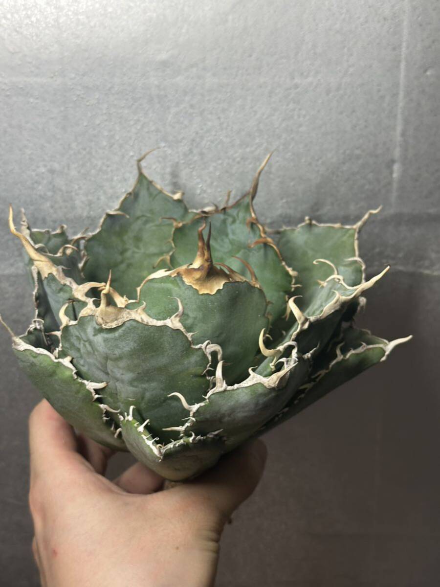 多肉植物　【特選】　アガベ　agave titanota チタノタ『白鯨』　9_画像3