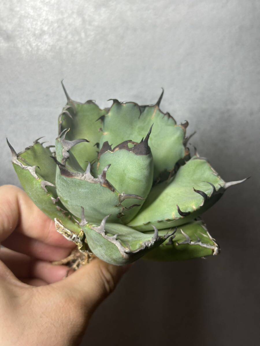 多肉植物　【特選】　アガベ　agave titanota チタノタ『黒鯨』　1_画像4