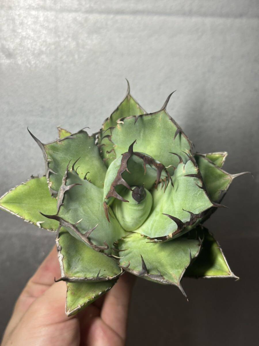 多肉植物　【特選】　アガベ　agave titanota チタノタ『黒鯨』　2_画像5