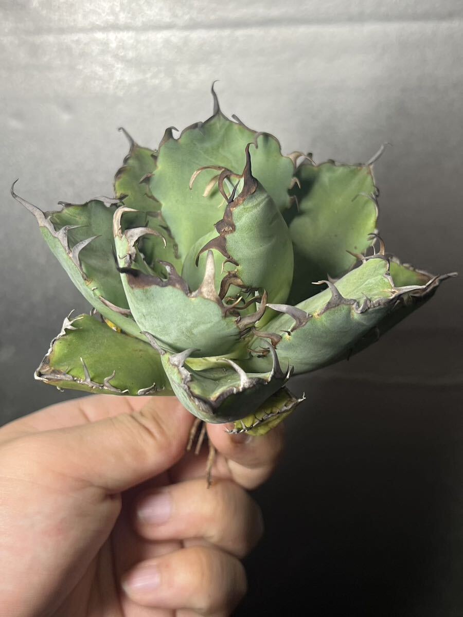 多肉植物　【特選】　アガベ　agave titanota チタノタ『黒鯨』　9_画像5