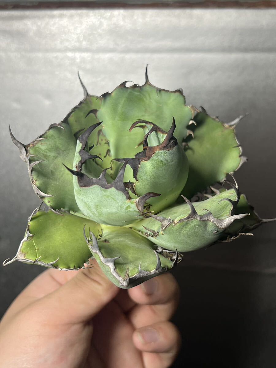 多肉植物　【特選】　アガベ　agave titanota チタノタ『黒鯨』　10_画像3