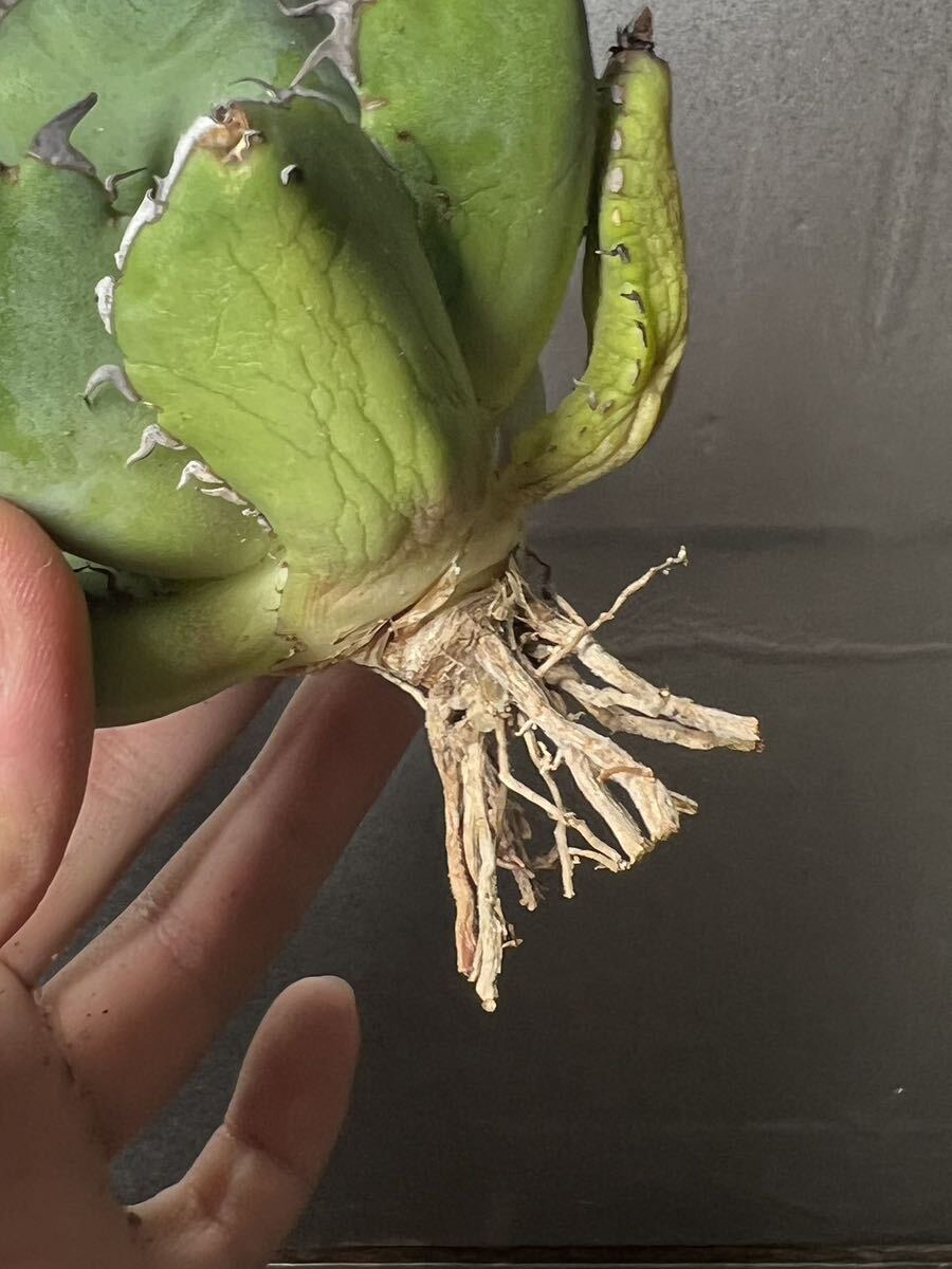  суккулентное растение [ специальный отбор ] агава agave titanotachitanota[ чёрный .] 10