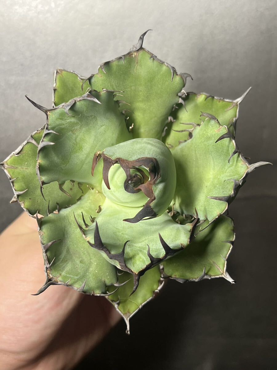 多肉植物　【特選】　アガベ　agave titanota チタノタ『黒鯨』　10_画像6