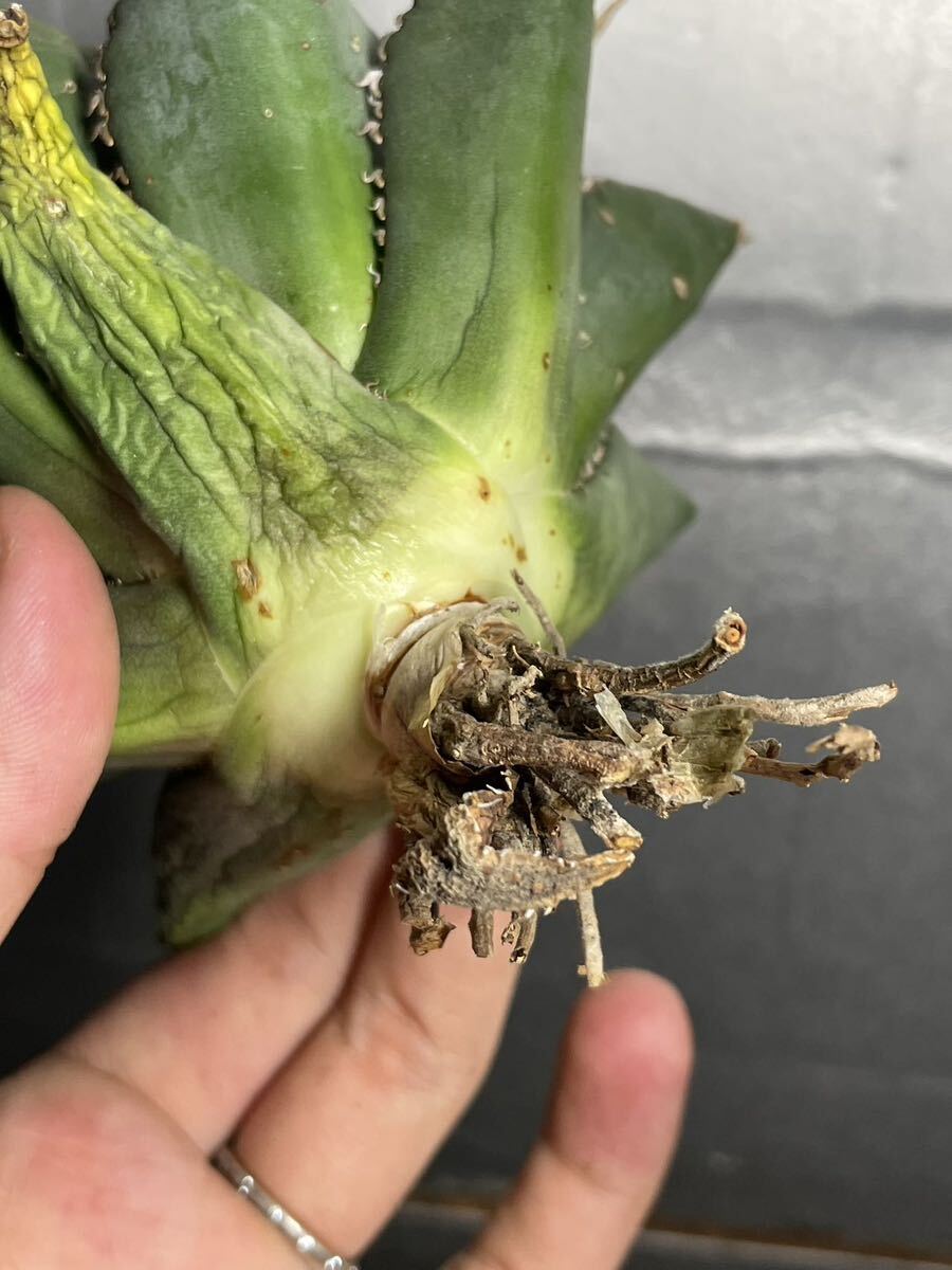 多肉植物　【特選】　アガベ　agave titanota チタノタ『海王』　2_画像7