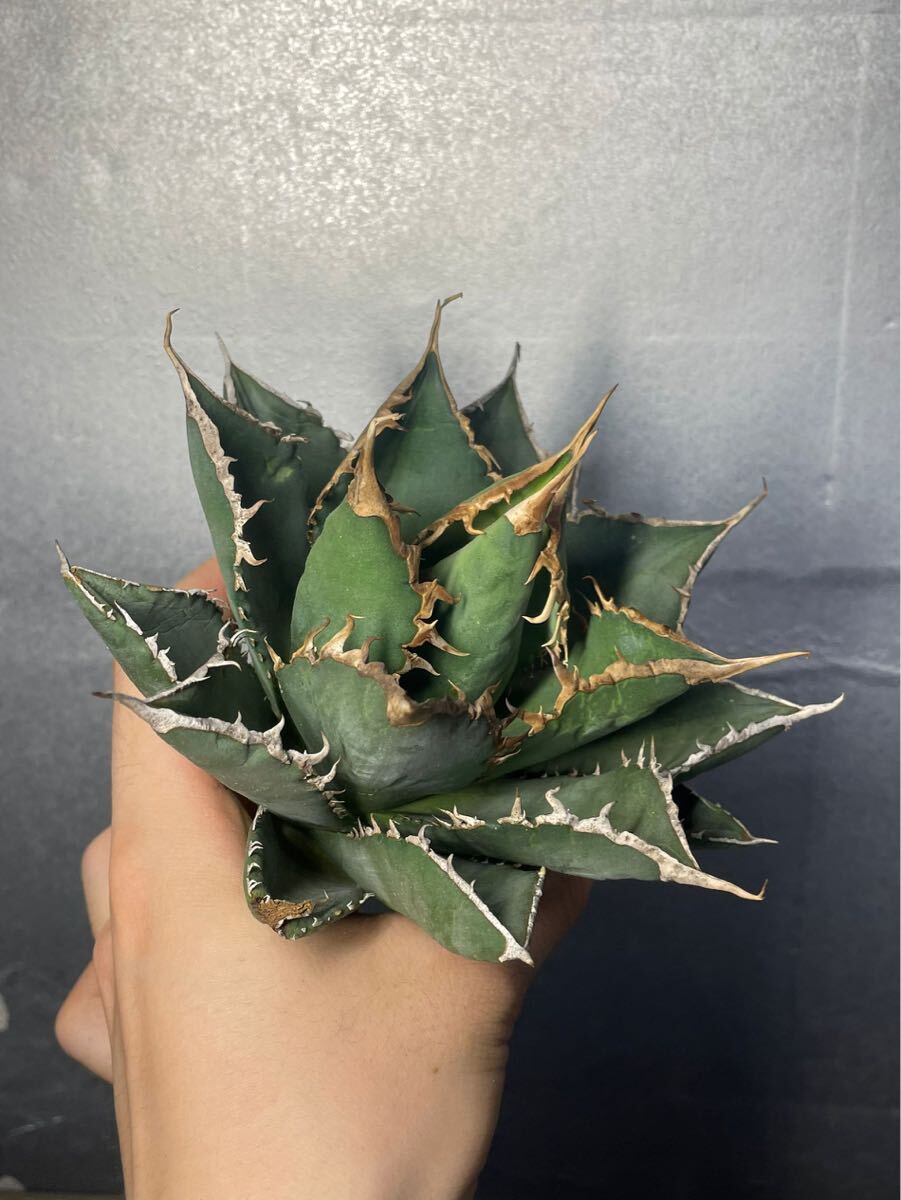 多肉植物 【特選】 アガベ agave titanota チタノタ『海王』 3の画像6