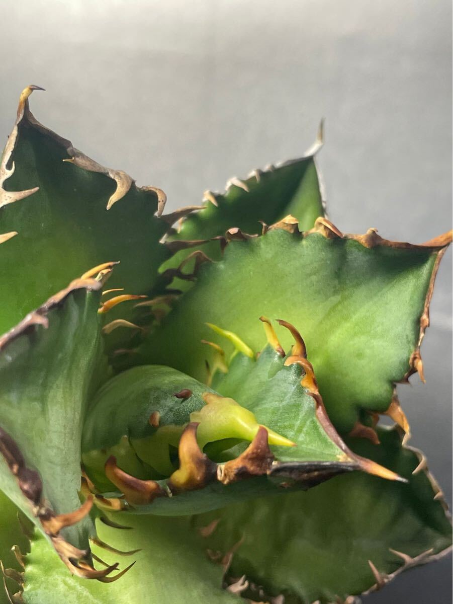多肉植物 【特選】 アガベ agave titanota チタノタ『レッドキャットウィーズル 』 10の画像6