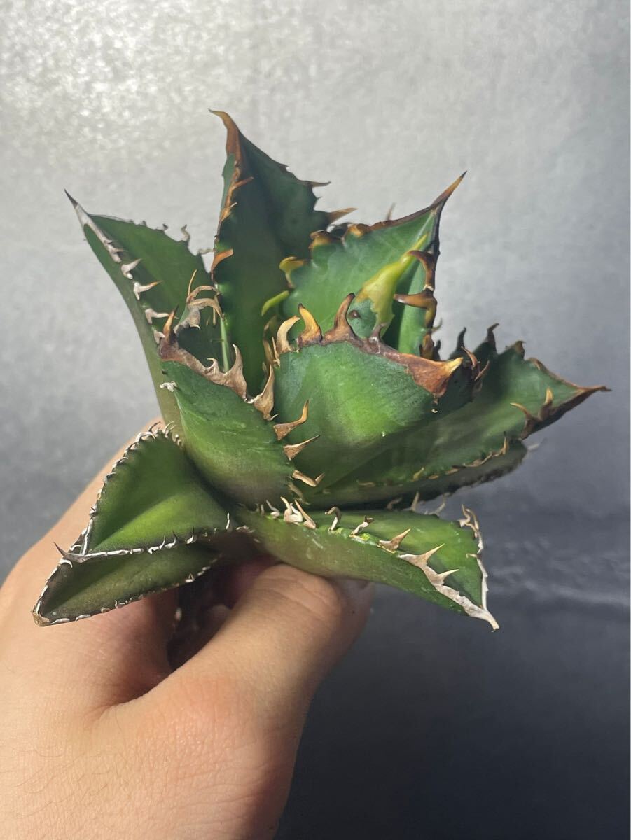 多肉植物 【特選】 アガベ agave titanota チタノタ『レッドキャットウィーズル 』 10の画像1