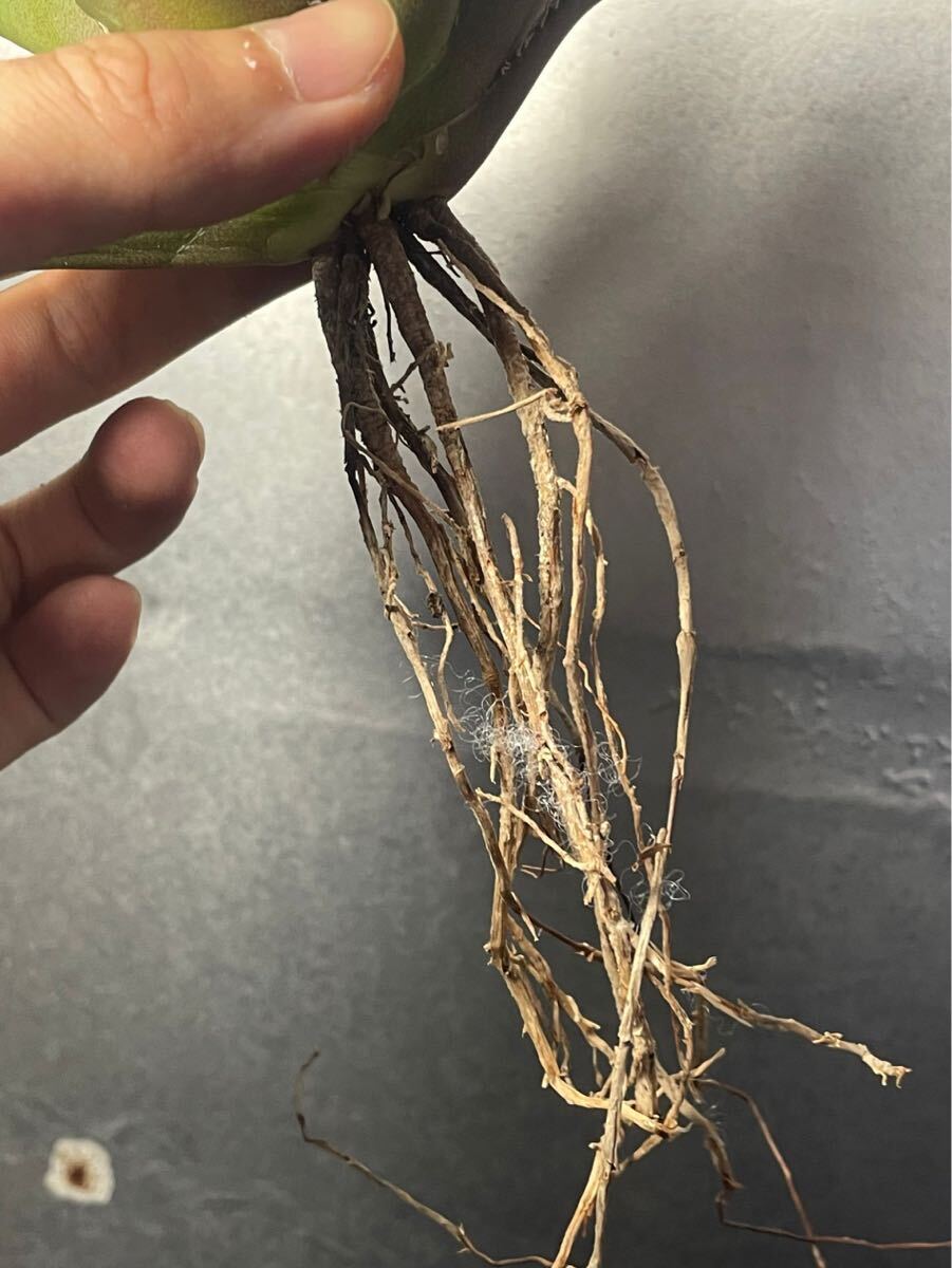 多肉植物 【特選】 アガベ agave titanota チタノタ『レッドキャットウィーズル 』 10の画像7