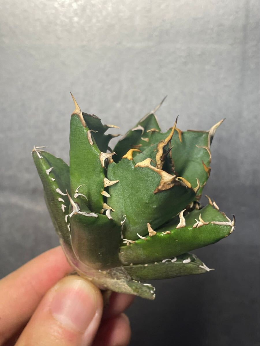 多肉植物 【特選】 アガベ agave titanota チタノタ『鬼爪 陽炎 』 3の画像1