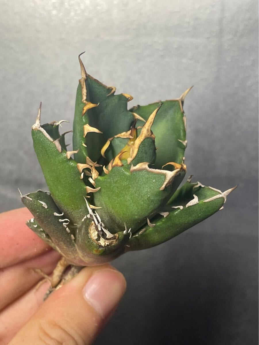 多肉植物 【特選】 アガベ agave titanota チタノタ『鬼爪 陽炎 』 3の画像4