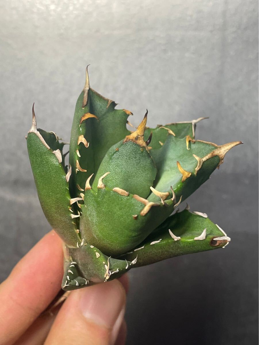 多肉植物 【特選】 アガベ agave titanota チタノタ『鬼爪 陽炎 』 3の画像2