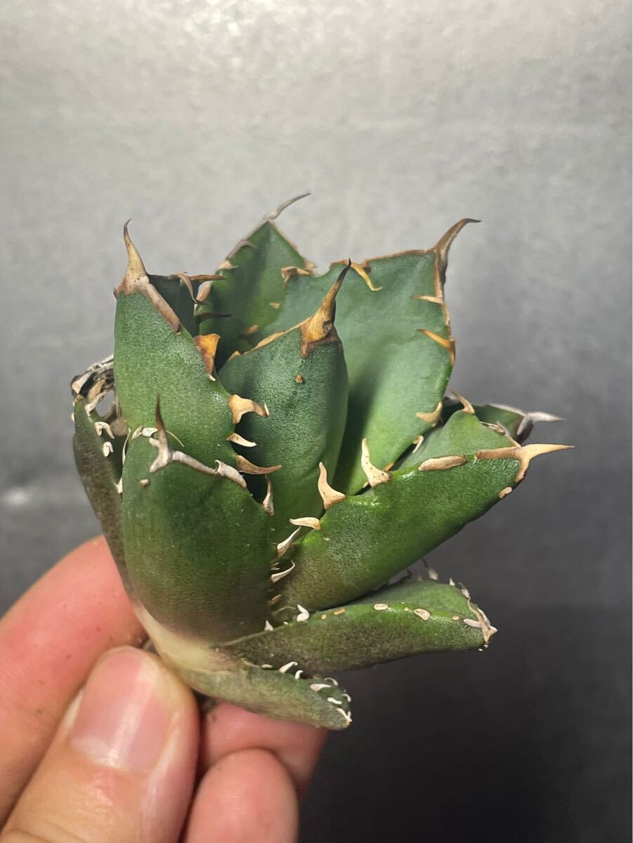 多肉植物 【特選】 アガベ agave titanota チタノタ『鬼爪 陽炎 』 3の画像3