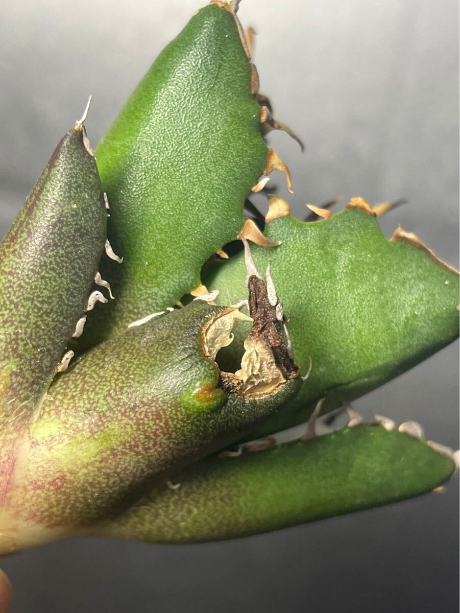 多肉植物 【特選】 アガベ agave titanota チタノタ『鬼爪 陽炎 』 3の画像5