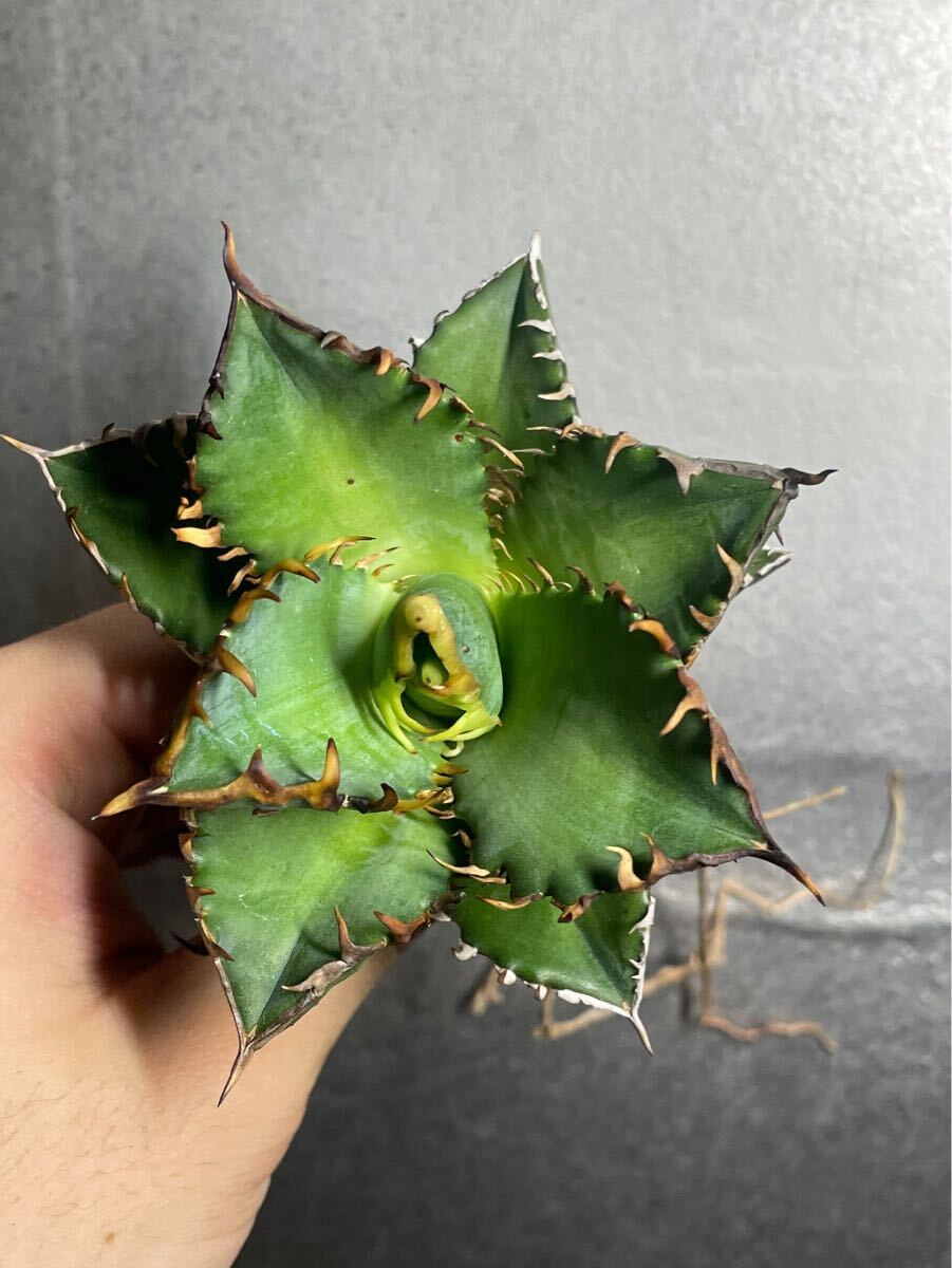 多肉植物 【特選】 アガベ agave titanota チタノタ『レッドキャットウィーズル 』 3の画像5