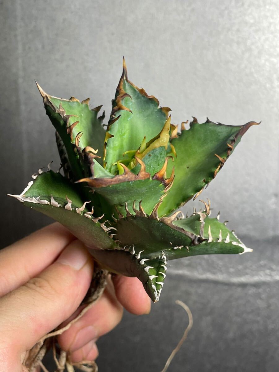 多肉植物 【特選】 アガベ agave titanota チタノタ『レッドキャットウィーズル 』 3の画像3