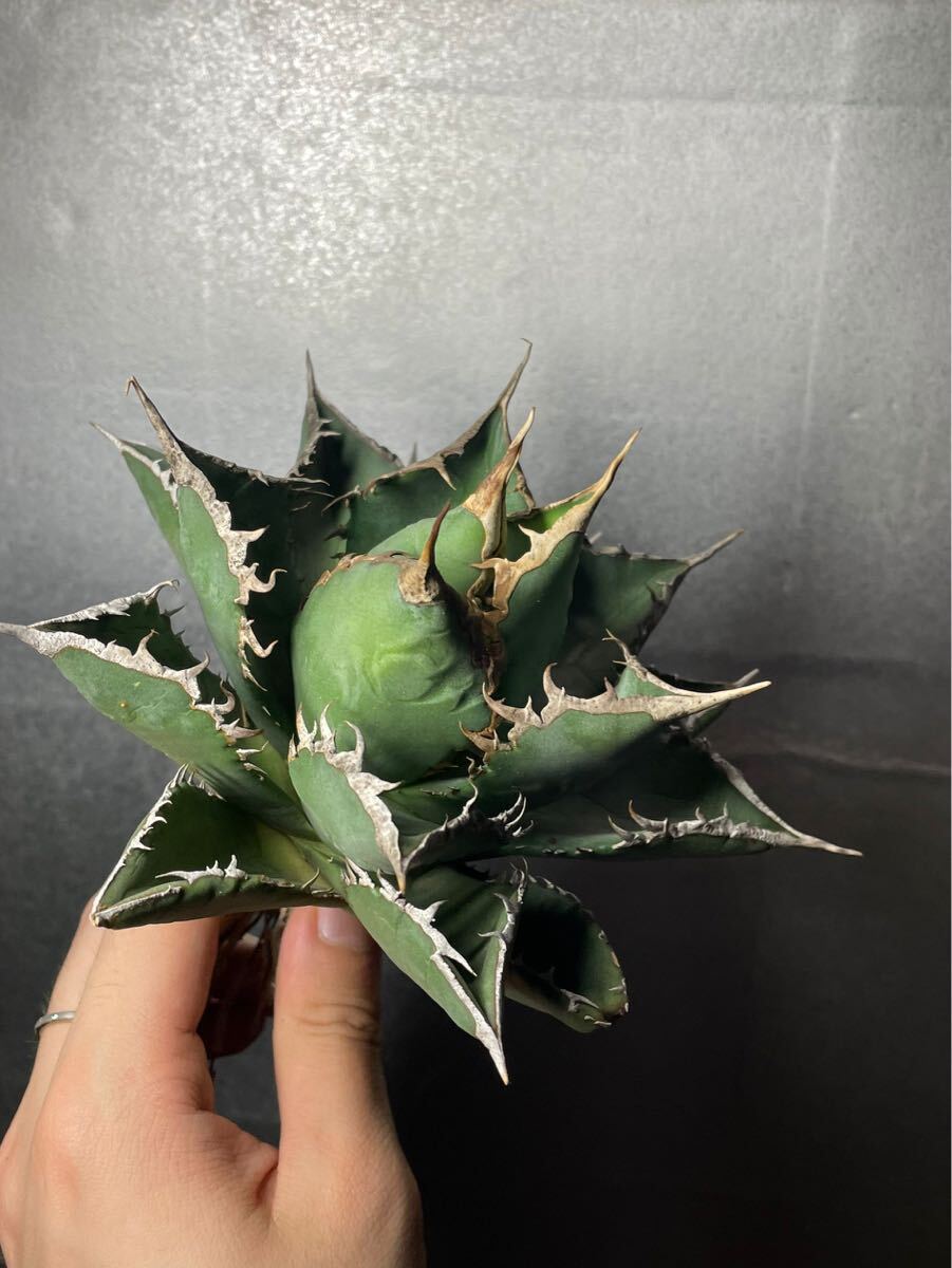 多肉植物 【特選】 アガベ agave titanota チタノタ『海王』 極上状態 2の画像3