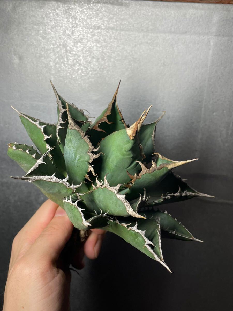 多肉植物 【特選】 アガベ agave titanota チタノタ『海王』 極上状態 2の画像5
