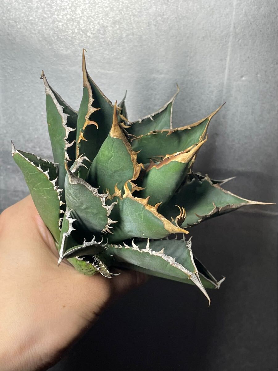 多肉植物 【特選】 アガベ agave titanota チタノタ『海王』 極上状態 8の画像4