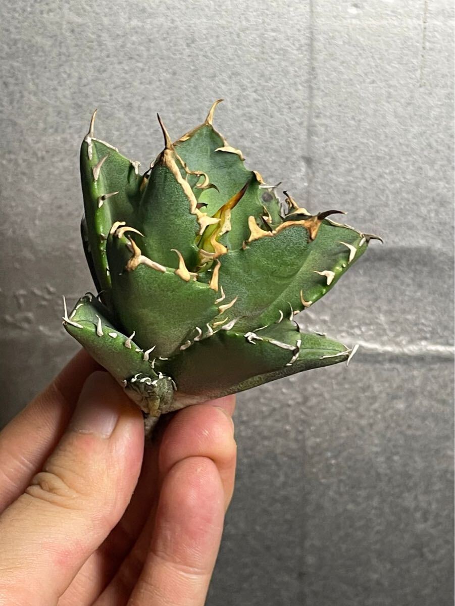 多肉植物 【特選】 アガベ agave titanota チタノタ『鬼爪 雪峰 』 陽炎 強棘 極上美株 激レア1の画像2