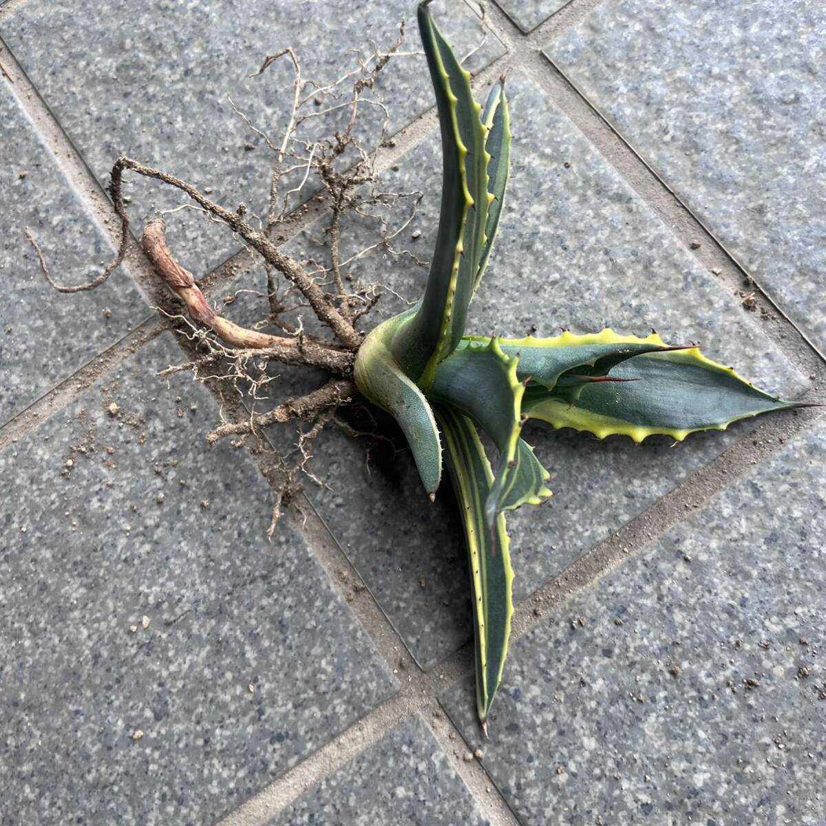 ⑦ Agave salmiana var.ferox 'variegata' アガベ　サルミアナ　フェロックス　フェロックス錦　覆輪　ドライガーデン　ロックガーデン_画像4
