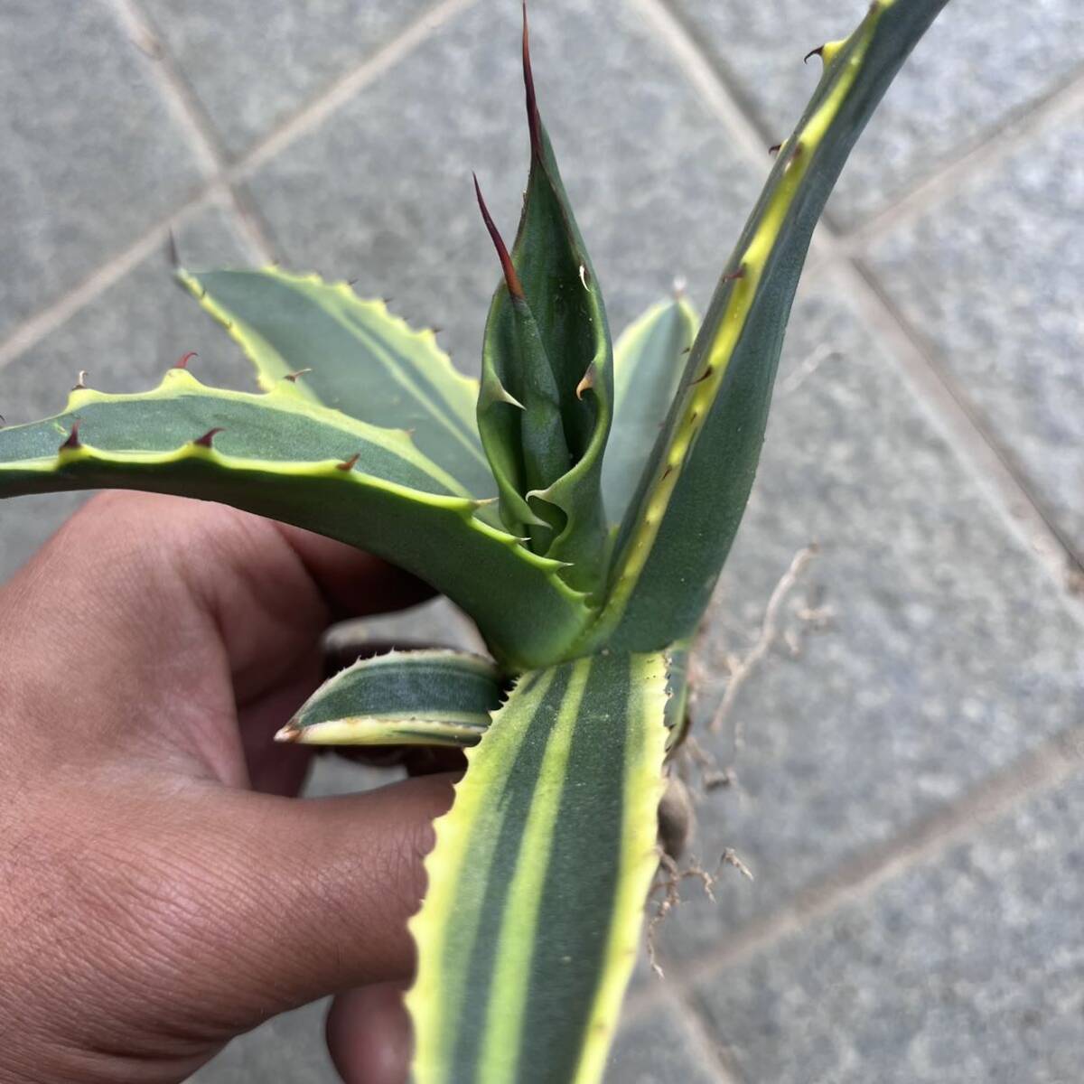 ⑦ Agave salmiana var.ferox 'variegata' アガベ　サルミアナ　フェロックス　フェロックス錦　覆輪　ドライガーデン　ロックガーデン_画像2