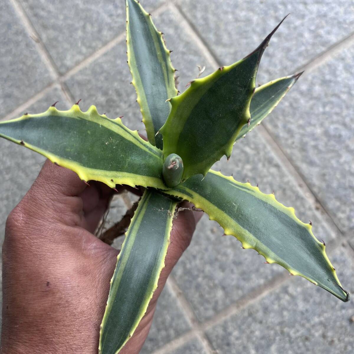 ⑧ Agave salmiana var.ferox 'variegata' アガベ　サルミアナ　フェロックス　フェロックス錦　覆輪　ドライガーデン　ロックガーデン_画像2