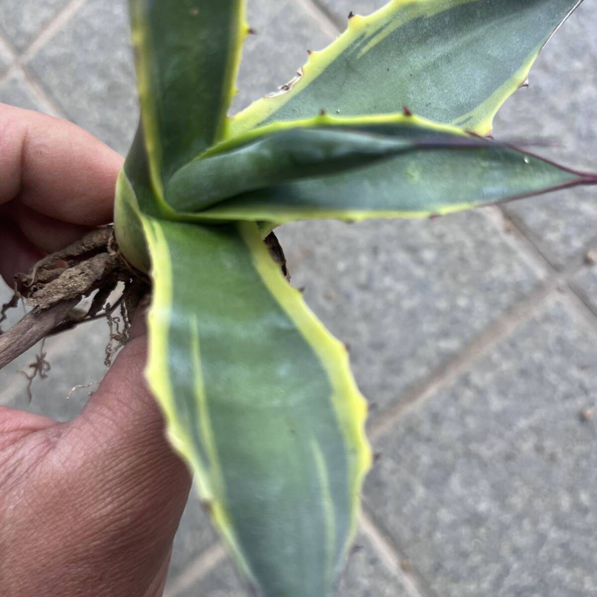 10 Agave salmiana var.ferox 'variegata' アガベ　サルミアナ　フェロックス　フェロックス錦　覆輪　ドライガーデン　ロックガーデン_画像2