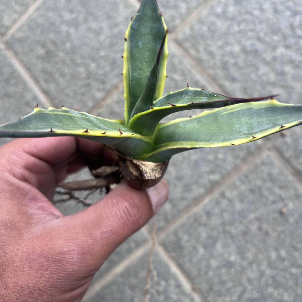 10 Agave salmiana var.ferox 'variegata' アガベ　サルミアナ　フェロックス　フェロックス錦　覆輪　ドライガーデン　ロックガーデン_画像3