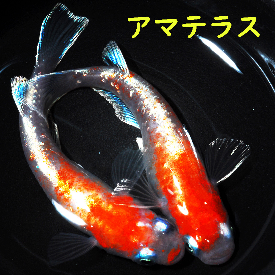 【紀州メダカ】アマテラス　稚魚　10匹　天照　　_画像1