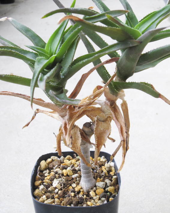  aloe telaeti* Aloe delaetii