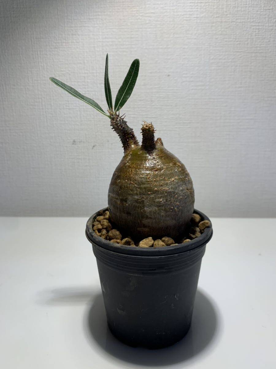3. root plant -pakipotiumgla drill sko- Dex succulent plant actual place stock * departure root settled 