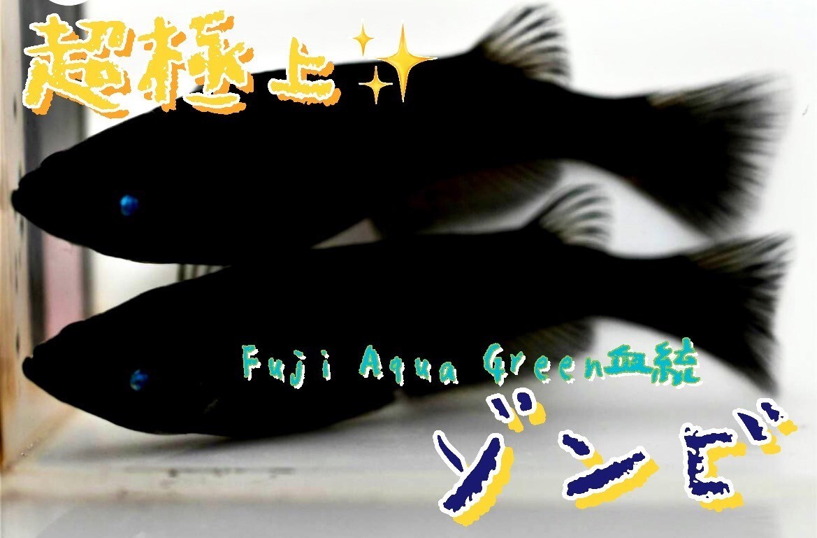 【めだか王国】 Fuji Aqua Green血統 ゾンビ 超極上 有精卵10＋a(補償分) (サンシャイン、ハイビスカス、ネプチューン)の画像1