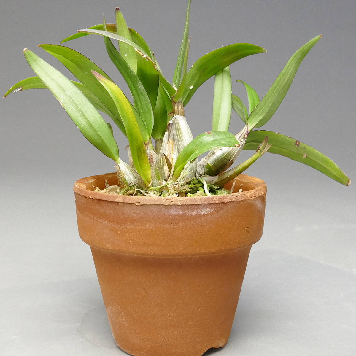 . орхидея . вид tendoroDendrobium (Den.) bigibbum var. compactum. цвет хорошо форма выбор другой особь Mini . орхидея маленький размер . орхидея tendorobium