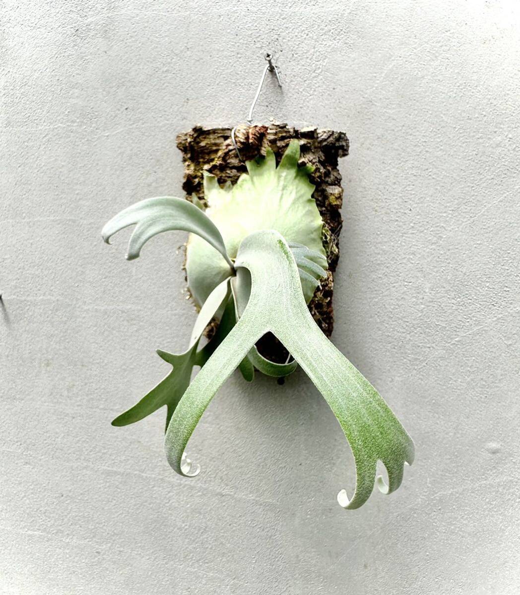 P. willinckii (vp#15)wi Lynn key [vandaka] staghorn fern 
