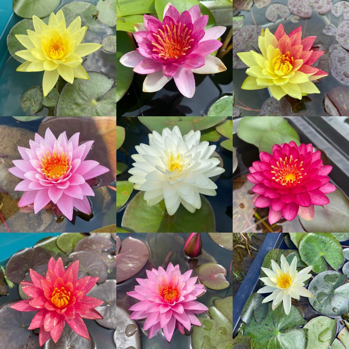 [ temperature obi water lily ]...②. seedling Mini stock 3 piece set! 1 jpy start aquatic plant biotope me Dakar water lily 