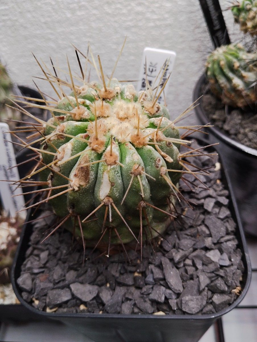 Copiapoaギガンティア　山木カキコ