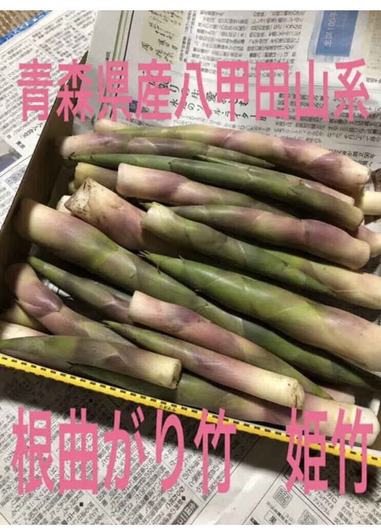  Aomori production . Koda mountain series root bend bamboo . bamboo root bend bamboo edible wild plants takenoko bamboo. .1 kilo and more 